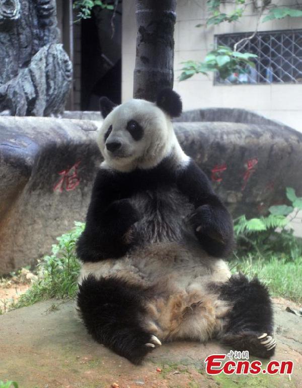 Oldest panda in China to celebrate 35th birthday