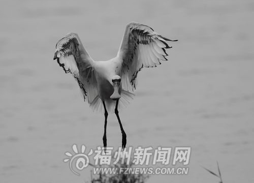 Fuzhou spearheads rare bird protection