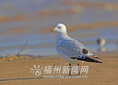 Fuzhou spearheads rare bird protection