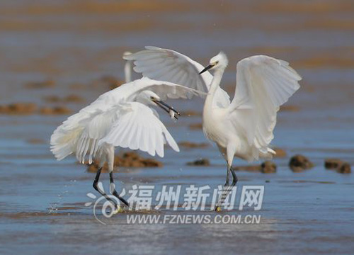 Fuzhou spearheads rare bird protection