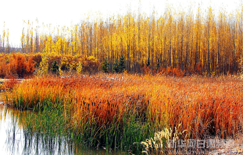 Autumn encounter in NW China