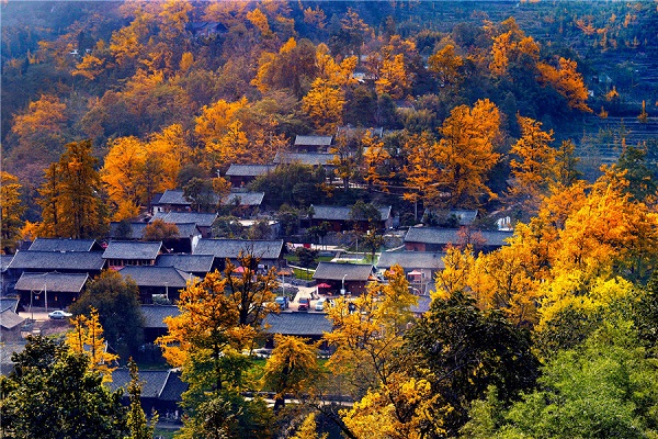 Golden gingko leaves decorate Guizhou province