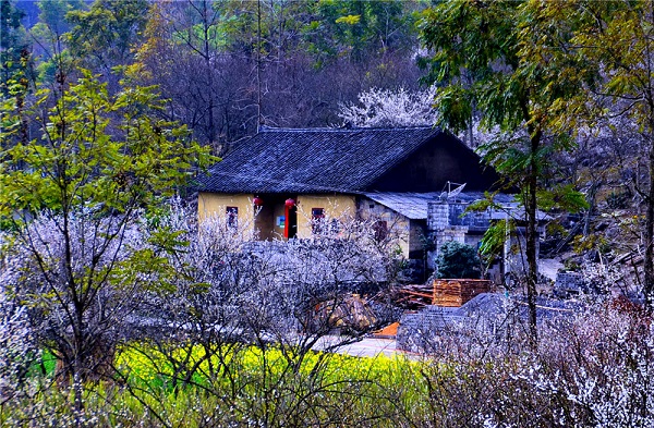 Plum flowers blossom in Guizhou