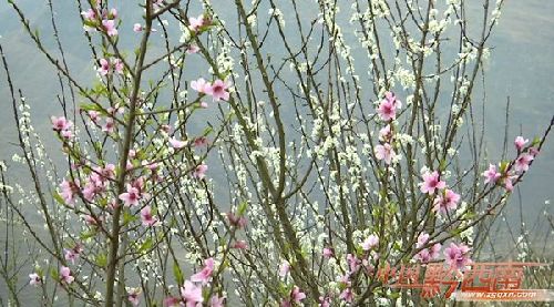 Plum plantations prove lucrative in Guizhou