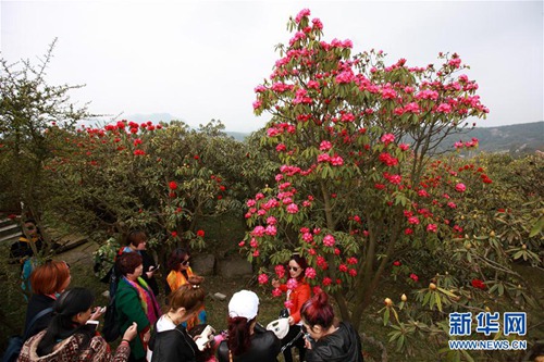 Visitors flock to Guizhou azalea festival