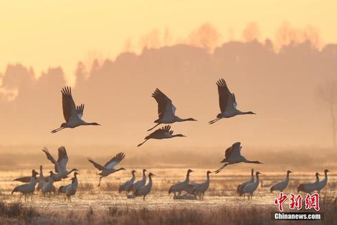 Guizhou Caohai shelters 100,000 migratory birds in winter