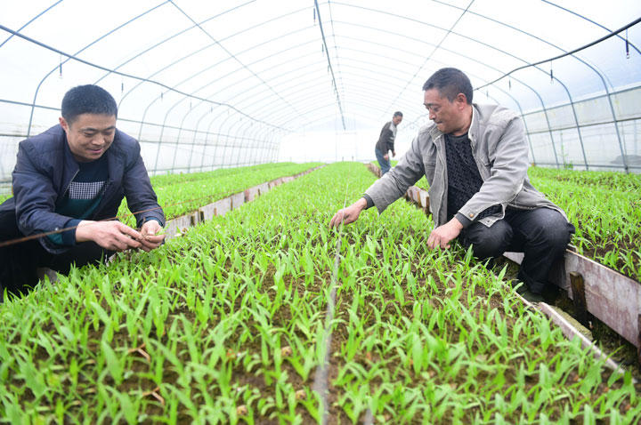 Quality seedlings to benefit spring plowing in Zheng'an county