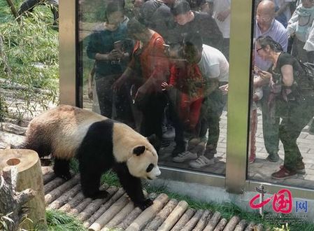 Giant pandas entertain Guiyang residents