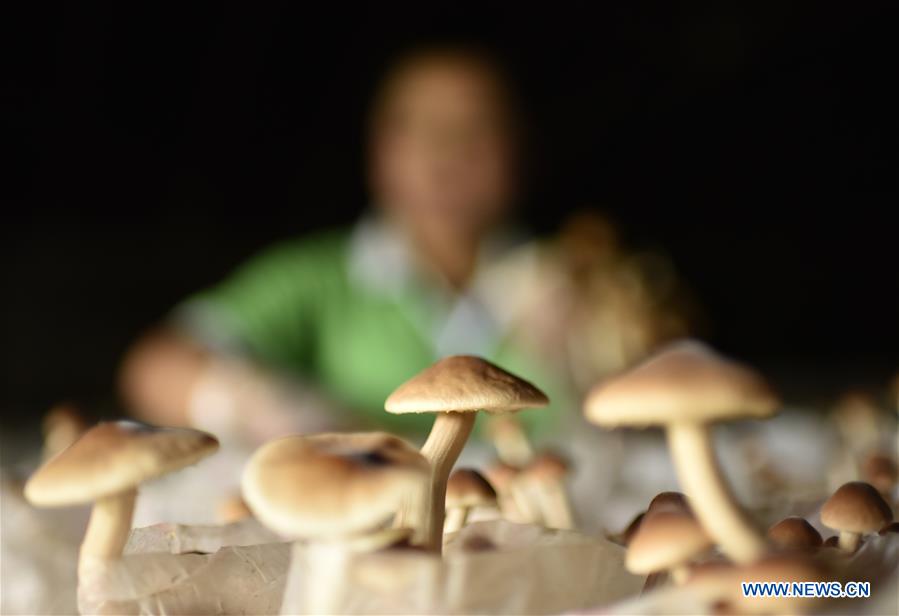 Farmers encouraged to grow edible fungi in Guizhou