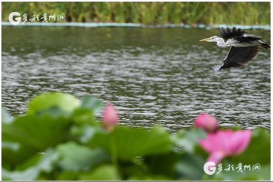 Wild herons found at Guanshanhu Park in Guiyang