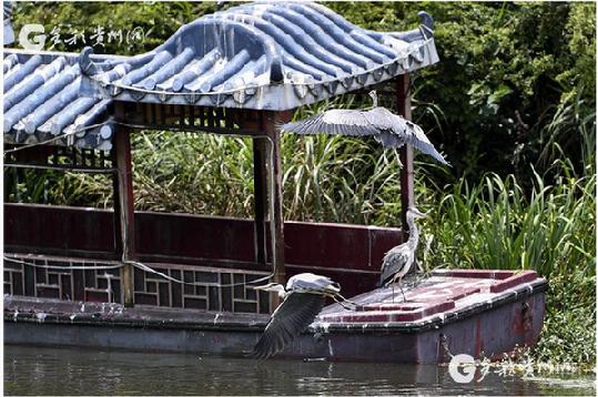 Wild herons found at Guanshanhu Park in Guiyang