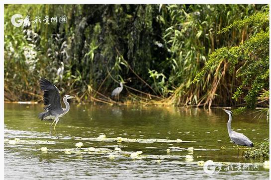 Wild herons found at Guanshanhu Park in Guiyang