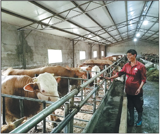 Cattle breeding boosts farmers' income
