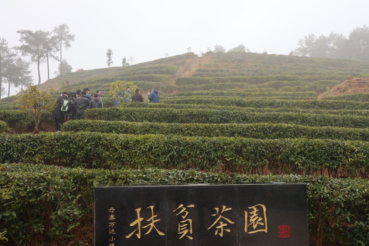 Danzhai Poverty Alleviation Tea Garden benefits farmers