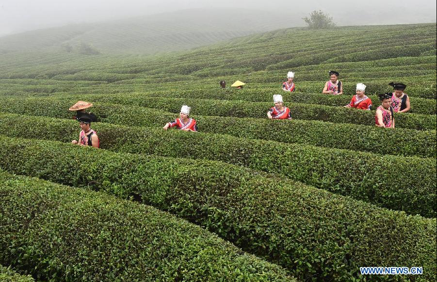 Tea growers pick up tea leaves in SW China