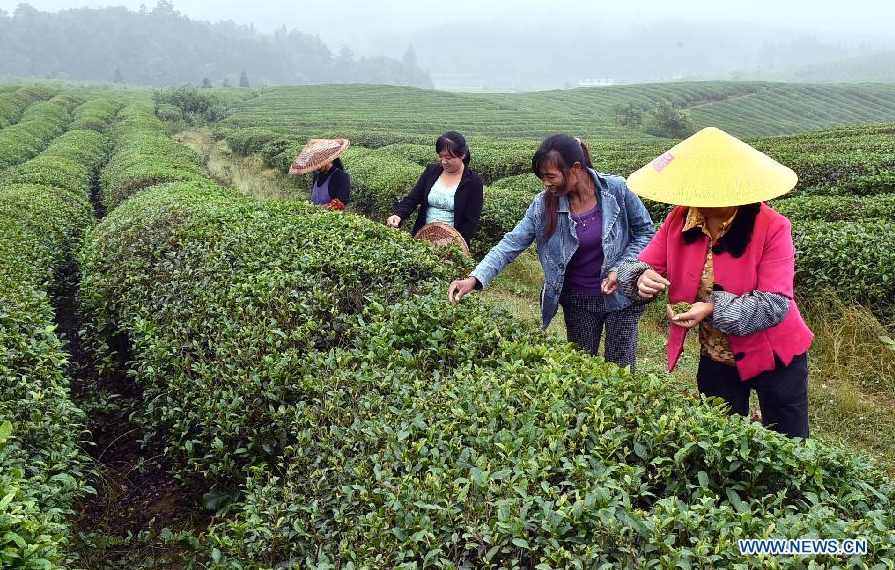 Tea growers pick up tea leaves in SW China