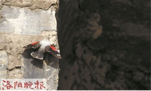 A bird's annual date with Longmen Grottoes