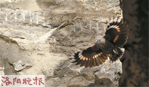 A bird's annual date with Longmen Grottoes