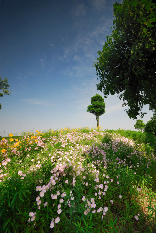 Vast of flowers and trees