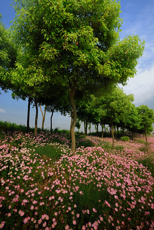 Vast of flowers and trees