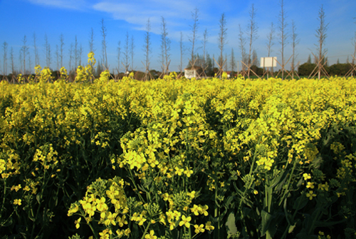 Huaqiao in early spring