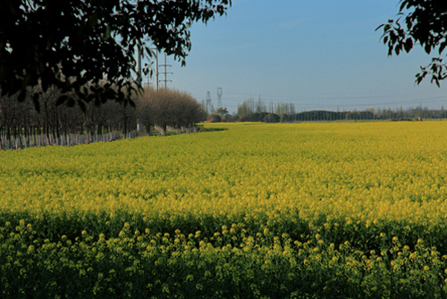 Huaqiao in early spring