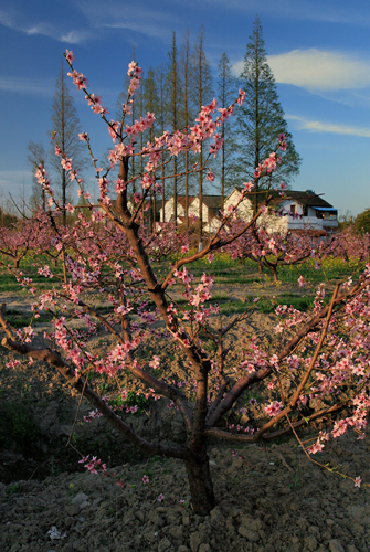 Huaqiao in early spring