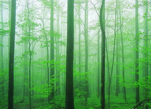 Shennongjia Nature Reserve