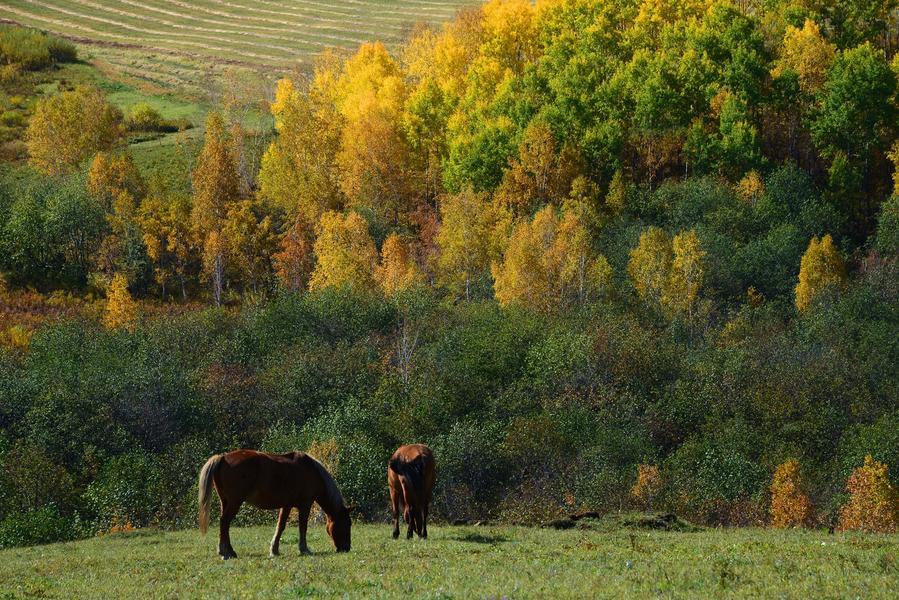 Autumn scenery of Ergun in Inner Mongolia