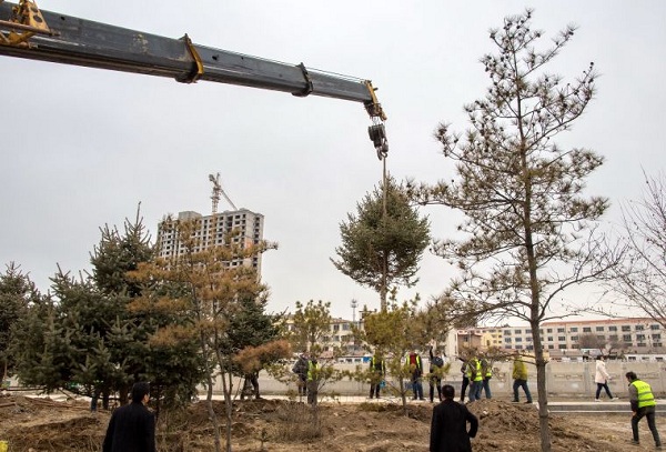 Hohhot plants trees to improve environment