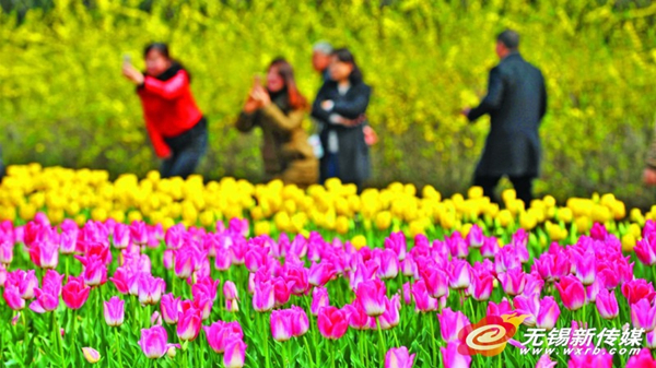 Tulips bloom early in Wuxi