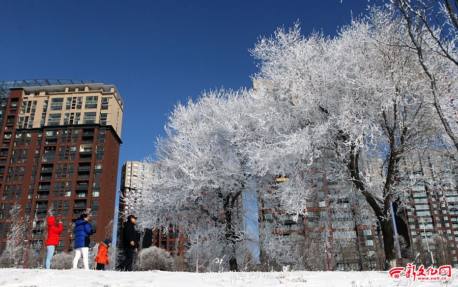 Jilin city turns into a wonderland of rime