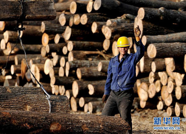 NE China stopping commercial logging of natural forests