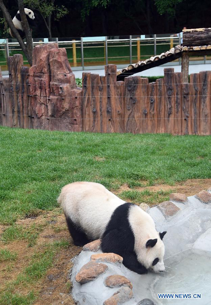 Pandas make debut in cooler NE China