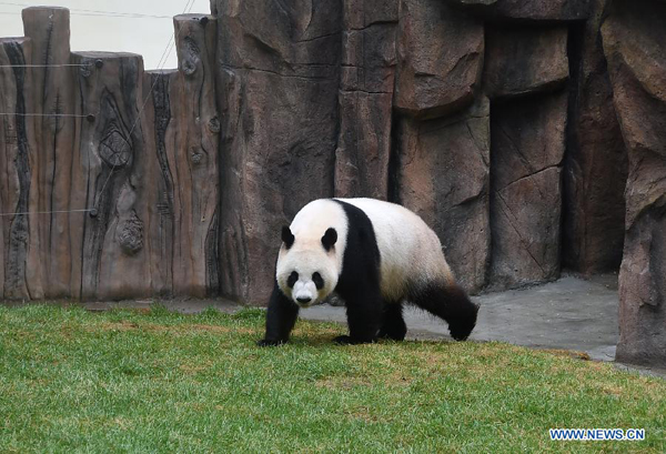 Pandas make debut in cooler NE China