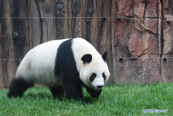 Pandas make debut in cooler NE China