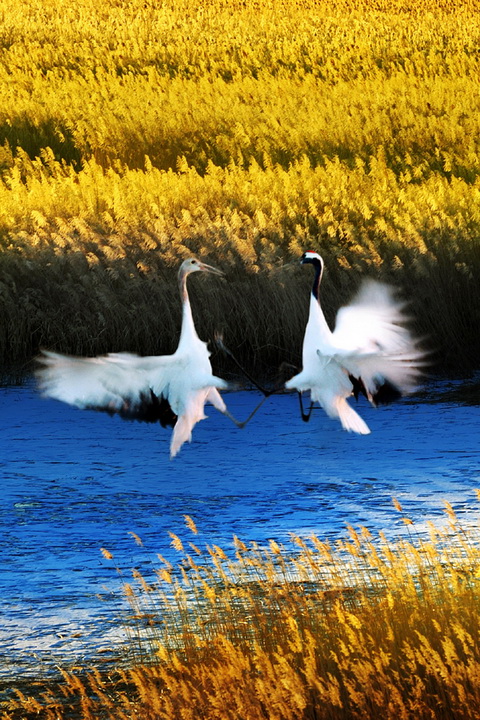 NE China nature reserves