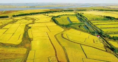 Late autumn harvest in NE China