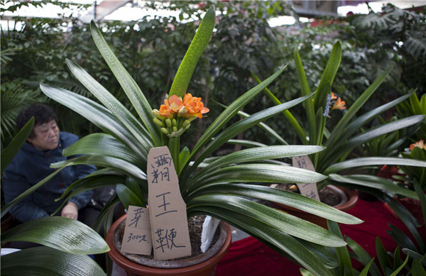 Changchun’s clivia flowers attract tourists