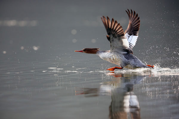 Increasing population of endangered birds in NE China