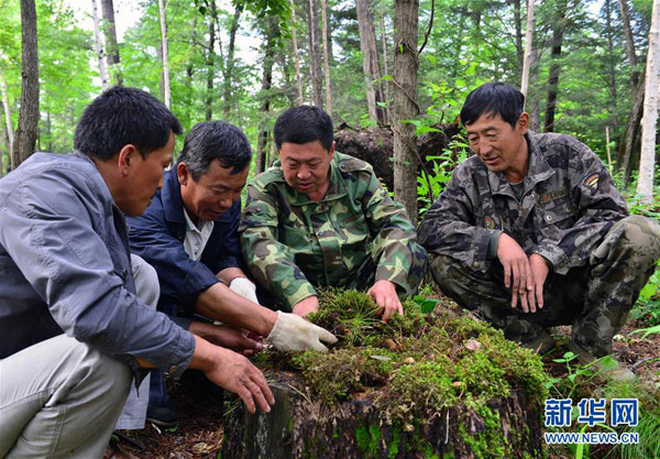 Jilin loggers looking for a different approach to their work