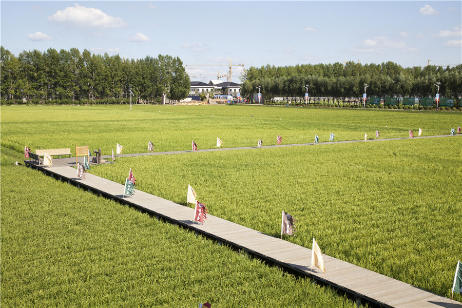 Rice paddy themed park reveals beauty of nature