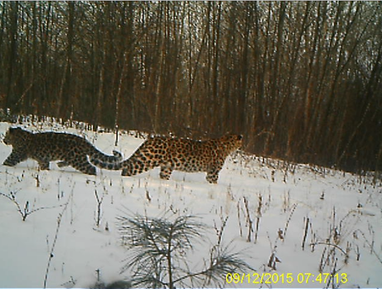 Amur leopards settled down in Jilin