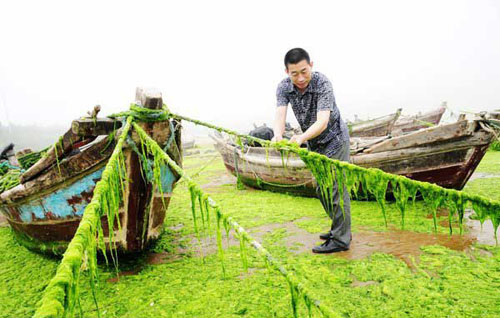 Qingdao seawater attacked by algae