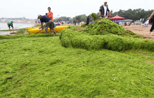 Qingdao seawater attacked by algae