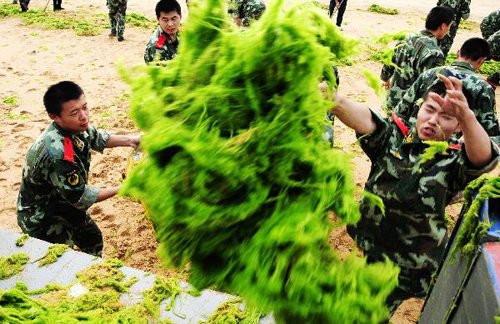 Green Algae invading China's tourist destination Qingdao