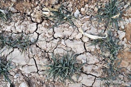 China intensifies drought-fighting efforts in wheat-growing regions