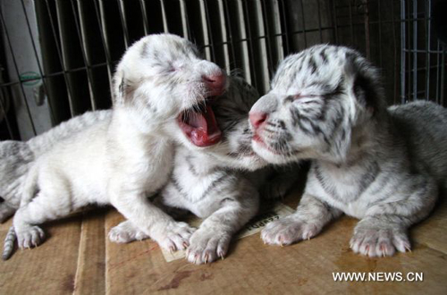 White tiger mother gives birth to quadruplets