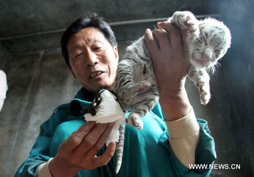 White tiger mother gives birth to quadruplets