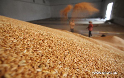 China's summer grain output up 2.5% year-on-year